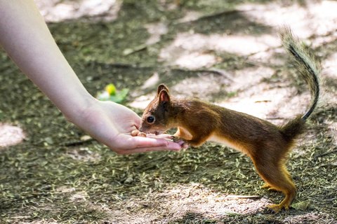 Eichhörnchen füttern auf Seurasaari